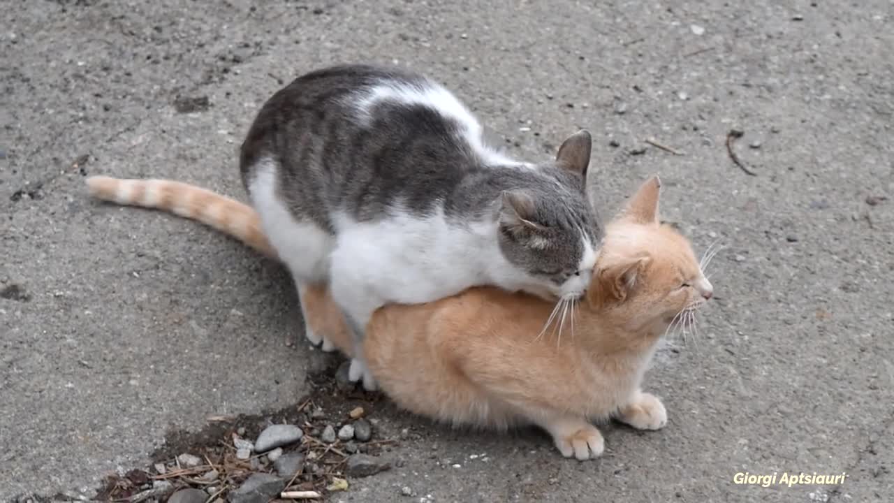 Mating Cats Hard