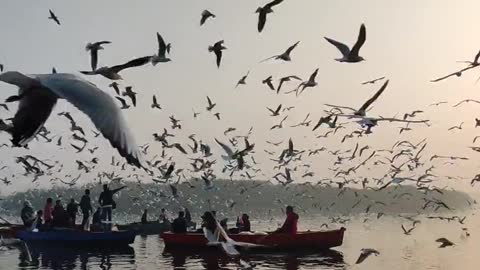 Flying birds looking awesome