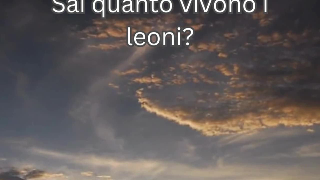 Fatto del Leone 1 - Sai quanto vivono i leoni?