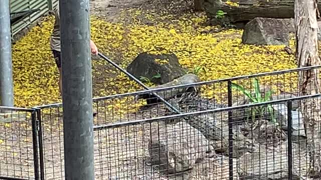 Crocodile Chases Man