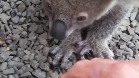 Koala baby rescue-8