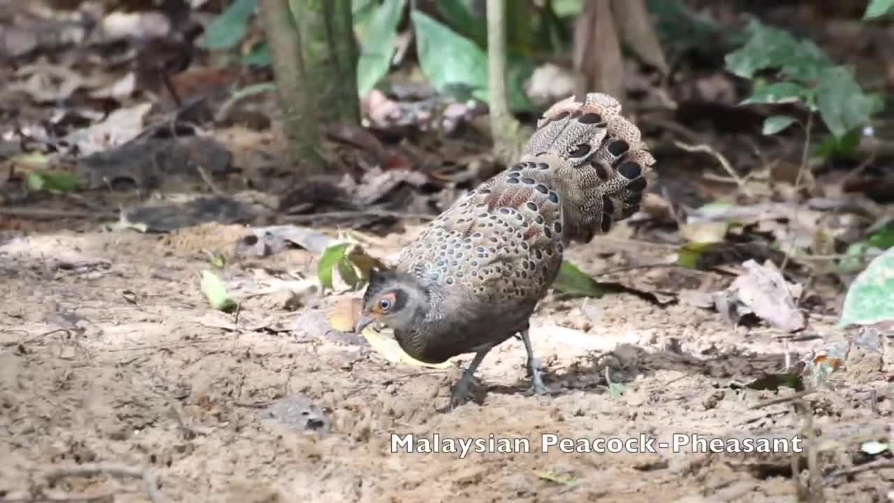 Birds of Peninsular Malaysia