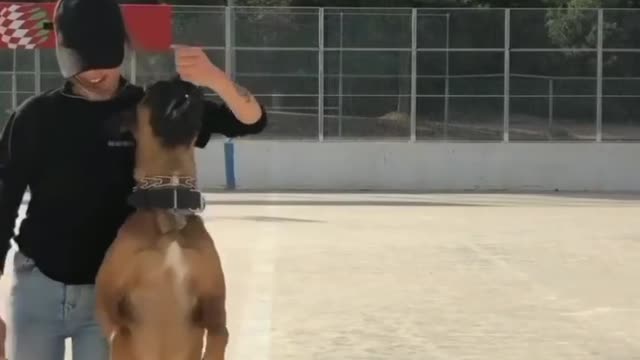 Perfection 🔥🐊 ⁣🐶 High Quality Dog Training Course Featuring