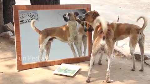 Mirror Prank For Dog Hilarious Reaction Mirror Prank Try not to Laugh So Funny Prank Video