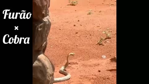 Esse pequeno animal é capaz de vencer até as cobras mais mortais 😱