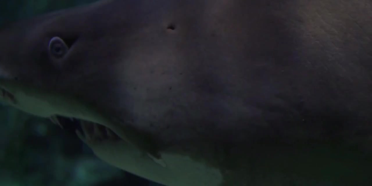 My god ..... The shark