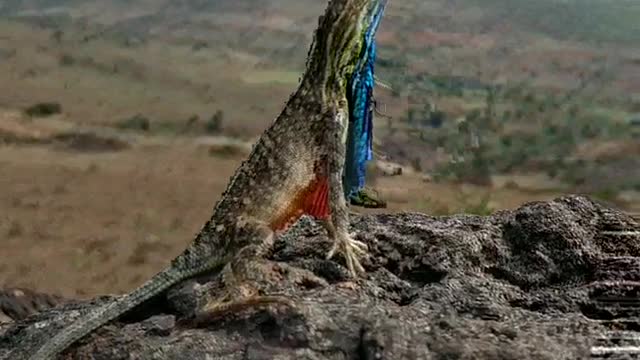 Beautiful Display from the Fan-Throated Lizard