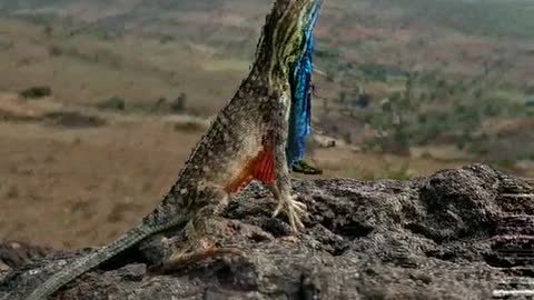 Beautiful Display from the Fan-Throated Lizard