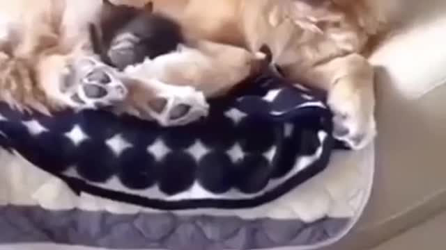 Dog And Cat Best Friends Is The Best Thing You'll See All Day