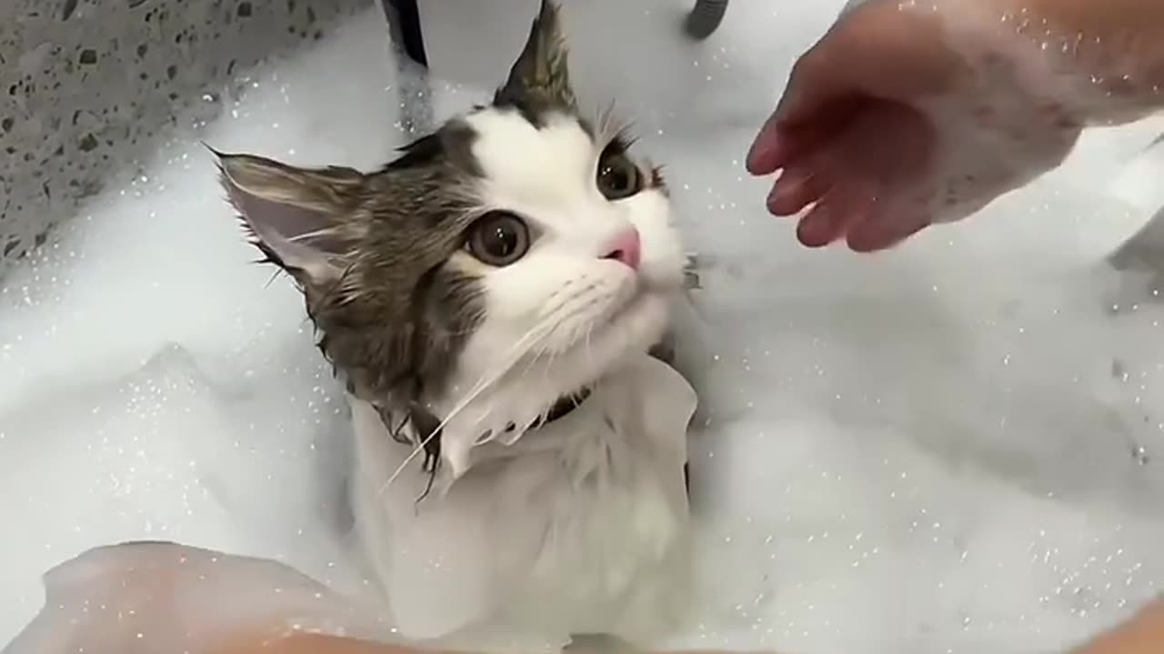 Mommy is bathing the cat in the tub..😲😲🤔