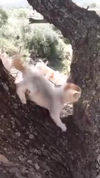 🐱 🐱🐈 cat 🐈🐱 chat