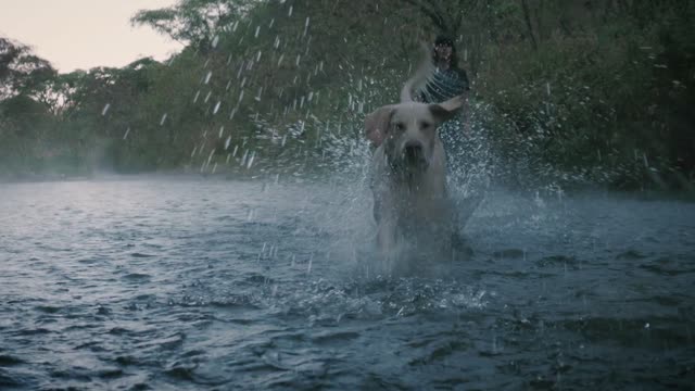 Chien attrape une balle dans une rivière