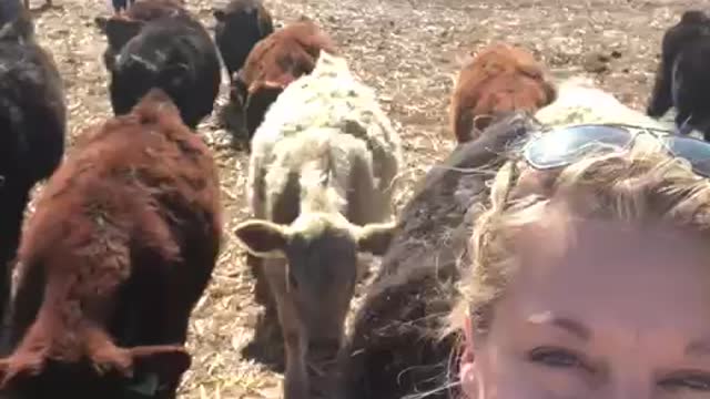 Leading them to the corral