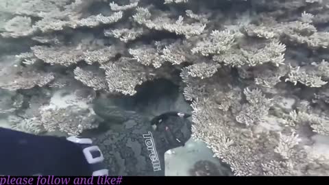UNDERWATER SPAREFISHING..