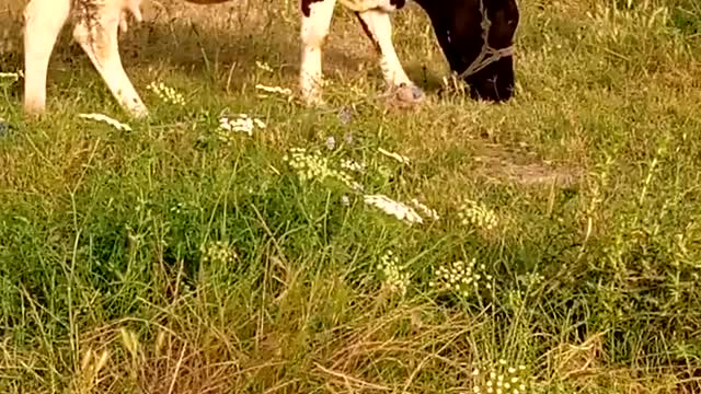 A cow and her friend eat in nature
