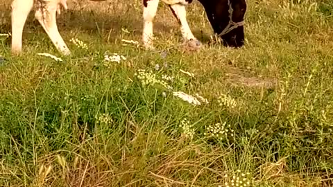 A cow and her friend eat in nature