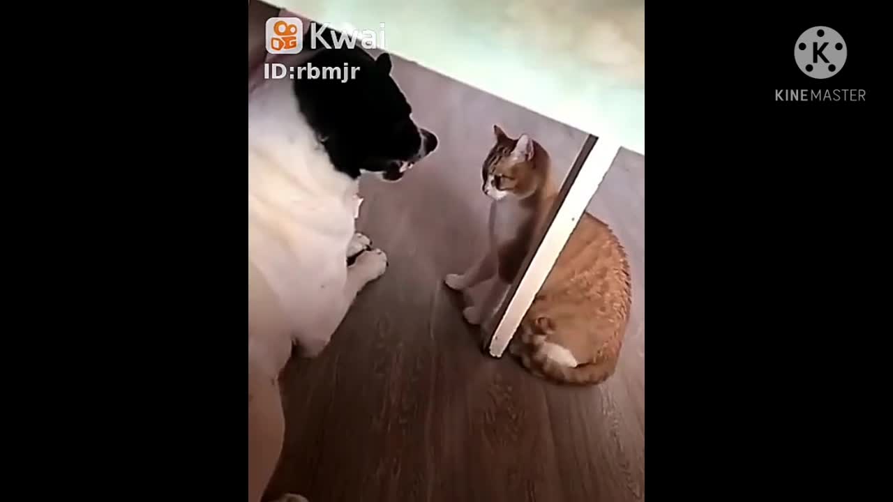 cat teasing dog under the table.