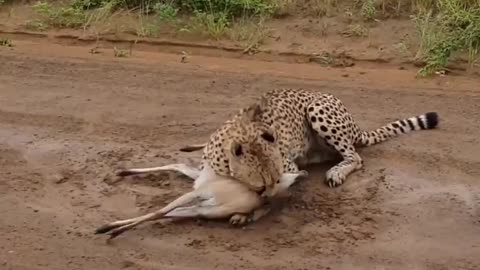 Cheetah Catches Duiker 🐆🦌