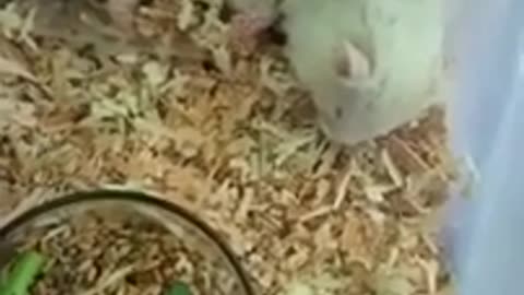 Pranking hamster - syrian hamster cute hamham