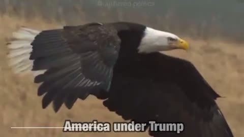 America under Trump🇺🇸