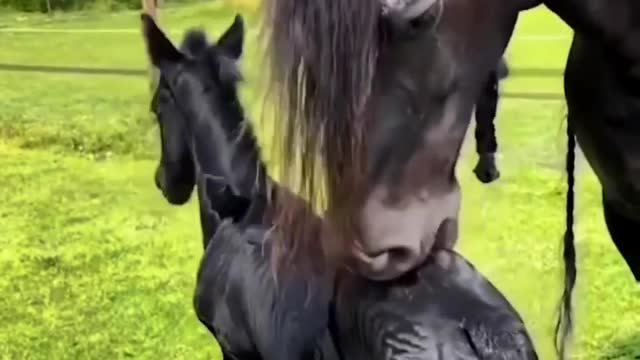 Mama Horse massages Child 😃