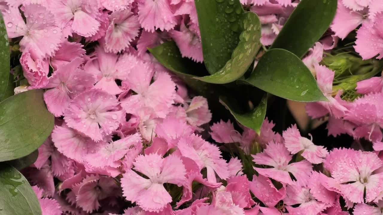 Wet pink flowers