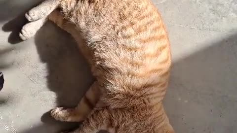 Cute cat is enjoying sunshine