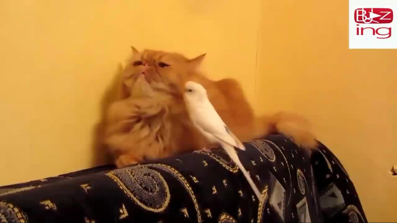 Parrot Brothers new video Adorably Talk to each otherπππ