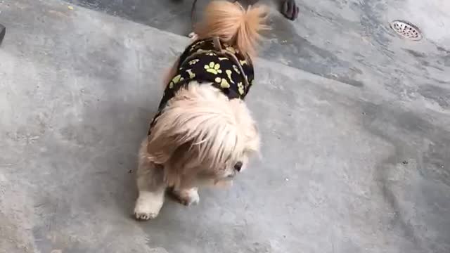 Dog funny video