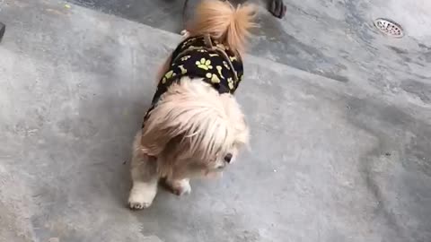 Dog funny video