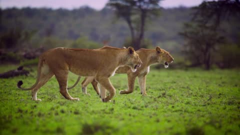 King of the jungle