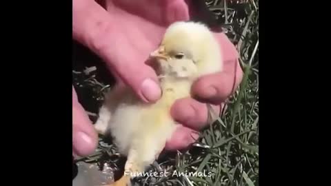Watch these Crazy funny and cute Pets