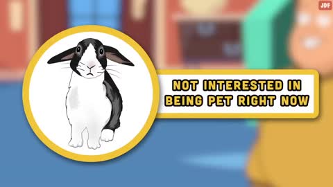 Rabbit Body Language Explained