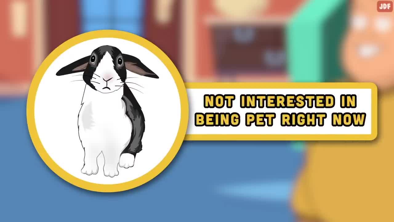 Rabbit Body Language Explained