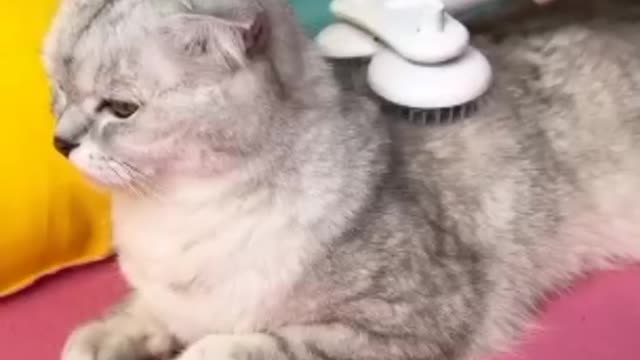 Cat 😺 funny video #13