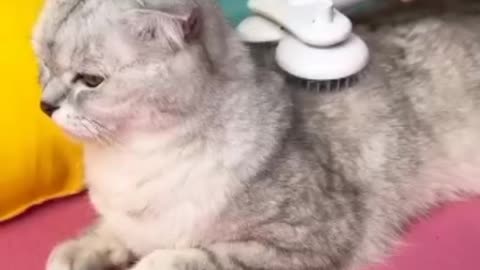 Cat 😺 funny video #13