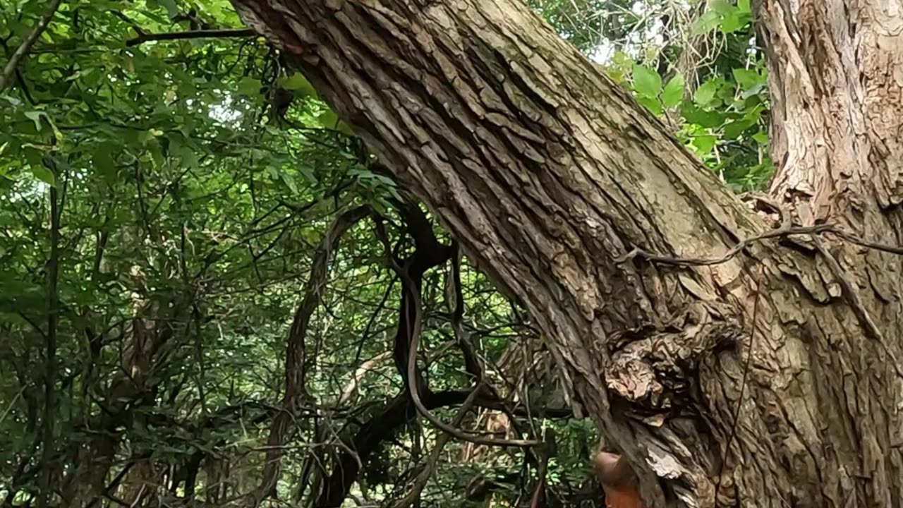 Cutting off a huge cottonwood limb