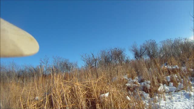 Late Season South Dakota Pheasant Hunting