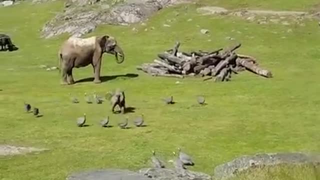 Elephants are playing in open ground