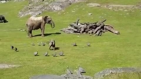 Elephants are playing in open ground