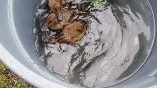 Ducks first bath