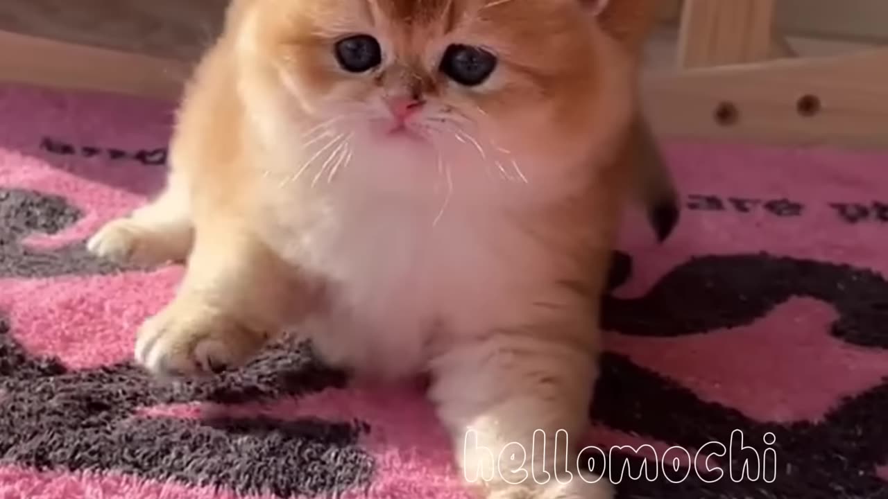 Hilarious And Adorable Kitten Moments