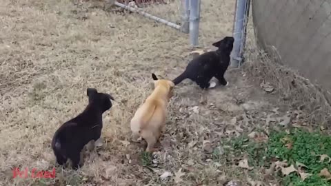 Funniest Cats And Dogs