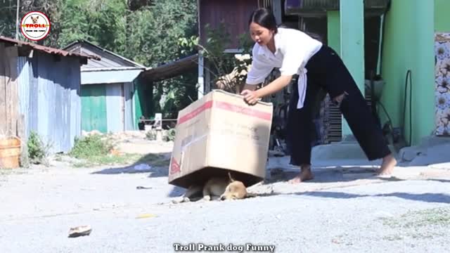 Troll Pranking Dog with stuff animal Lion FUNNY REACTION!