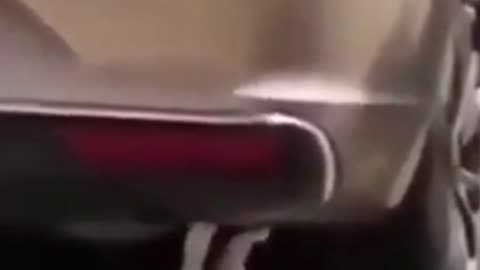 Kitten doing push-up