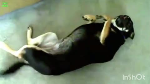 Best chekan baby and dog fun video• Vines Best Fun•