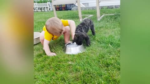 Cute Dogs and Babies are Best Friends - Dogs Babysitting Babies Videos