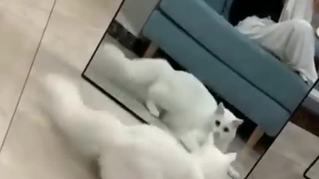 Cat see himself in mirror🤣