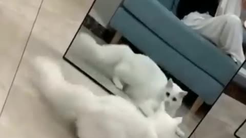 Cat see himself in mirror🤣