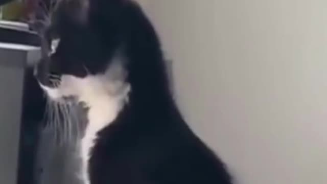 I Dare you not to laugh FUNNY VIDEO | SURPRISED CAT #shorts